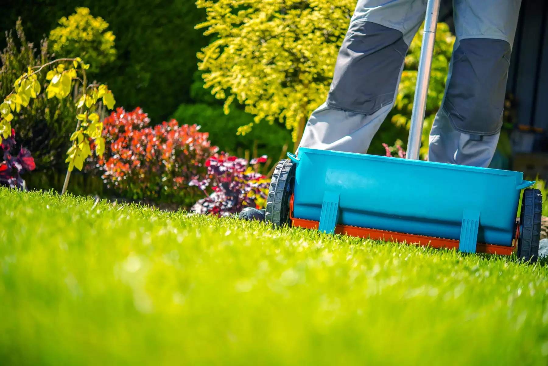 Prato verde rigoglioso concimato con spargimangime dal giardiniere