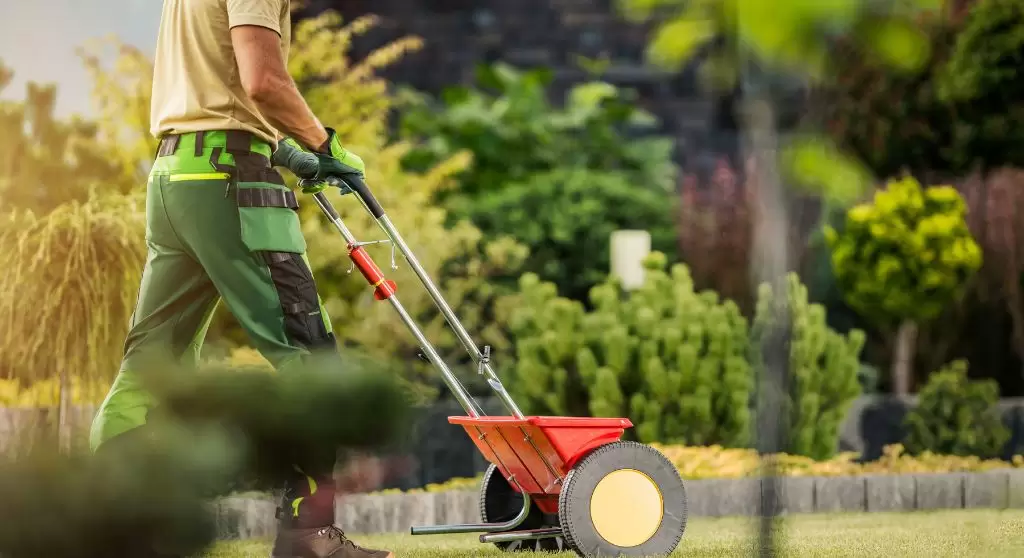 Giardiniere che concima il prato con uno strumento spargimangime