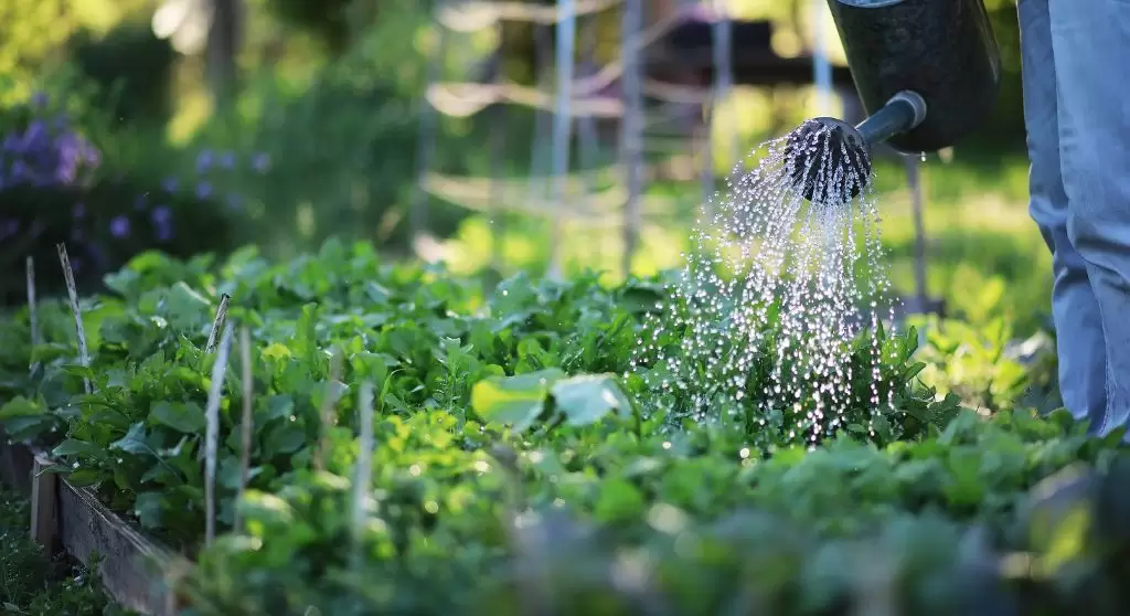 Innaffiare orto e giardino con innaffiatoio manuale