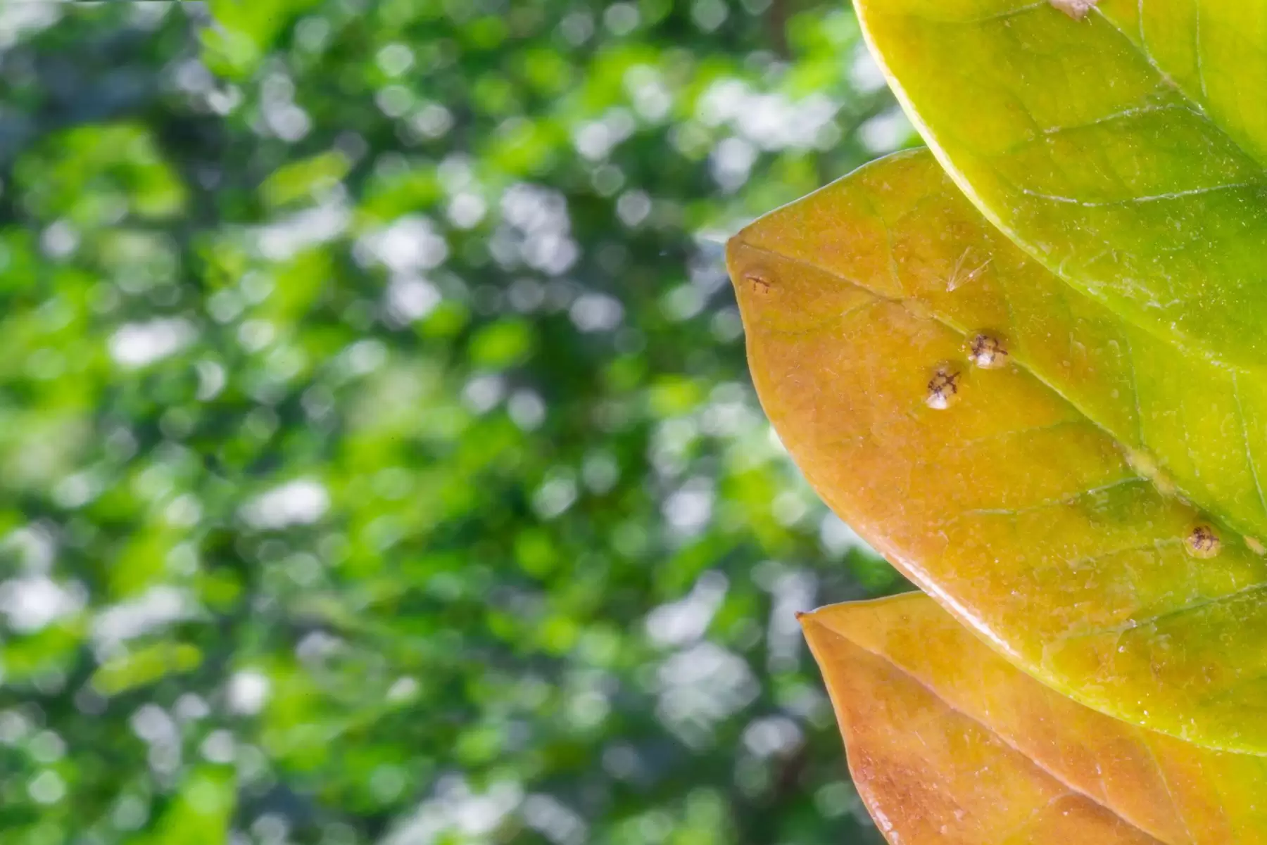 Insettini infestanti sulle foglie e sulle piante