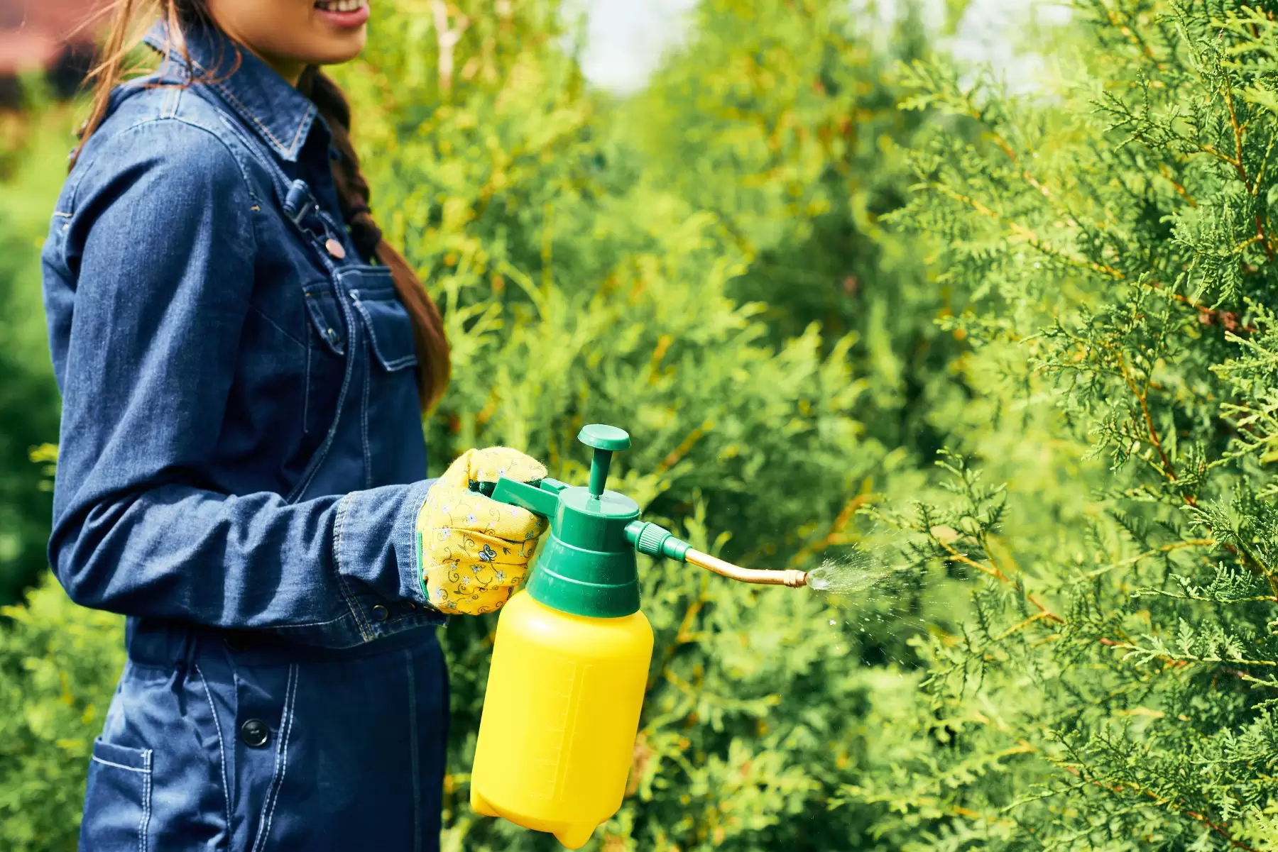 Donna che spruzza soluzione insetticida sulle foglie delle piante