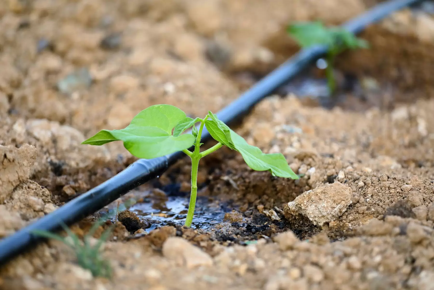 Sistema di irrigazione che porta acqua al terreno alla pianticella